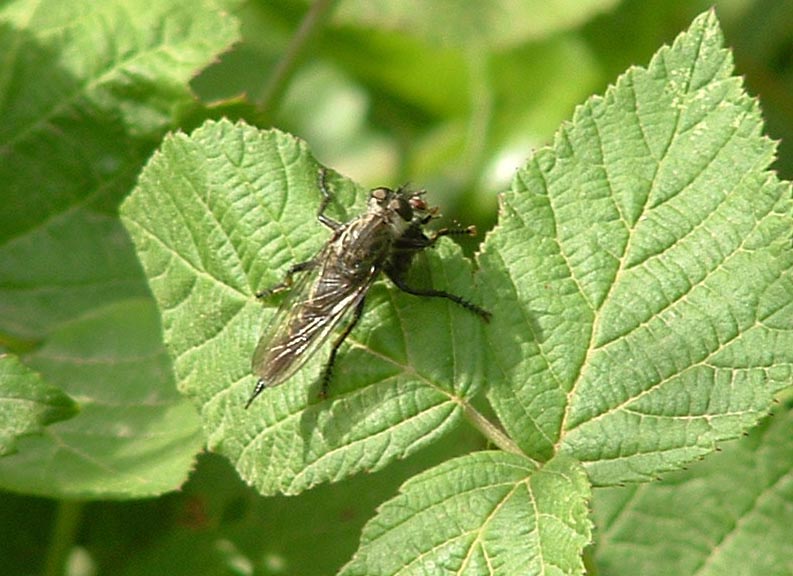 Dittero predatore (Asilidae)